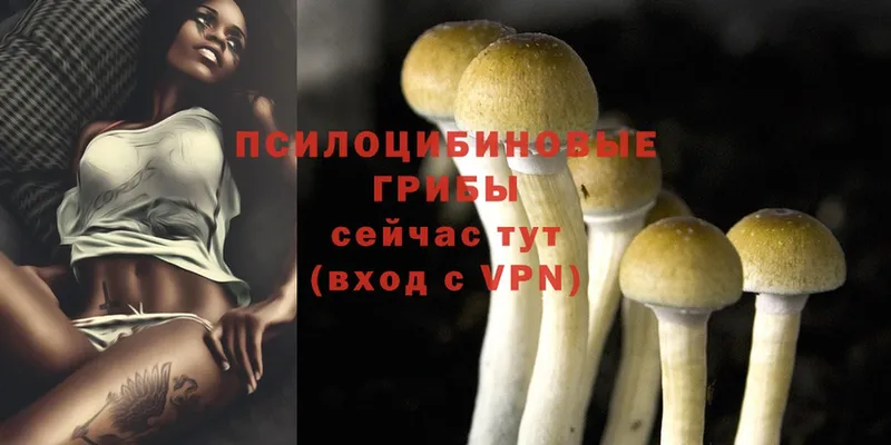 Галлюциногенные грибы Psilocybe  Железногорск 