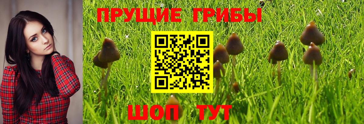 Галлюциногенные грибы Magic Shrooms Железногорск